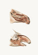 Muscles faciaux profondi del cavallo e del tapir - Johan Erik Vesti Boas — vista dell’opera