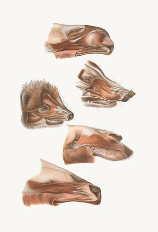 Johan Erik Vesti Boas - Fore End Of Head Of Elk Nasua Dromedary ErinaceusWapiti.webp