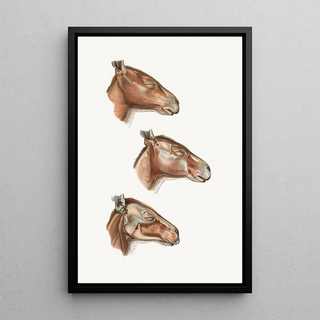 Johan Erik Vesti Boas - Superficial facial muscles of Halmalurus.webp