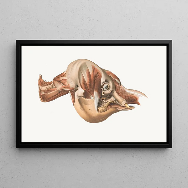 La tête de l'éléphant de droite après retrait des muscles faciaux - Johan Erik Vesti Boas — quadro incorniciato alla parete