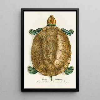 Johann Baptist von Spix - Emys Amazonica.webp