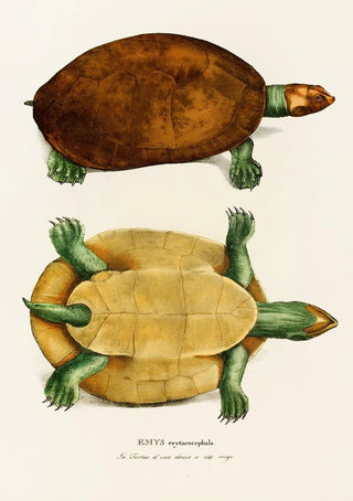 Johann Baptist von Spix - Emys Erythrocephala.webp