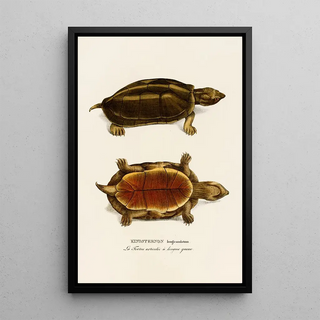 Johann Baptist von Spix - Kinosternon Longicaudatum.webp