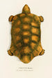 Testudo Hercules - Johann Baptist von Spix — vista dell’opera