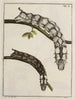 Archives de l'histoire des insectes Pl03 - Johann Caspar Füssli — vista dell’opera
