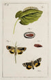 Archives de l'histoire des insectes Pl16 - Johann Caspar Füssli — vista dell’opera