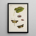 Archives de l'histoire des insectes Pl16 - Johann Caspar Füssli — quadro incorniciato alla parete