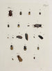 Archives de l'histoire des insectes Pl19 - Johann Caspar Füssli — vista dell’opera
