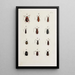 Archives de l'histoire des insectes Pl22 - Johann Caspar Füssli — quadro incorniciato alla parete