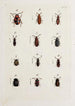 Archives de l'histoire des insectes Pl22 - Johann Caspar Füssli — vista dell’opera