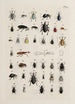 Archives de l'histoire des insectes Pl25 - Johann Caspar Füssli — vista dell’opera