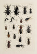Archives de l'histoire des insectes Pl31 - Johann Caspar Füssli — vista dell’opera