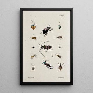 Johann Caspar Fuessli - Archives de lhistoire des insectes Pl40.webp