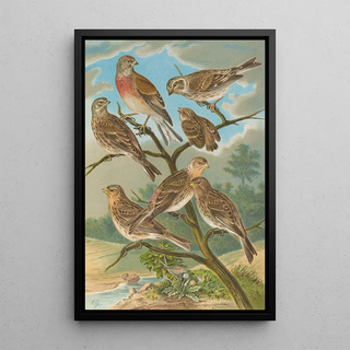 Johann Friedrich Naumann - Acanthis cannabina Acanthis flavirostris.webp