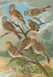 Acanthis cannabina Acanthis flavirostris - Johann Friedrich Naumann — vista dell’opera