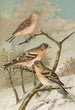 Acanthis cannabina Fringilla montifringilla - Johann Friedrich Naumann — vista dell’opera
