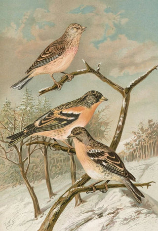 Johann Friedrich Naumann - Acanthis cannabina Fringilla montifringilla.webp