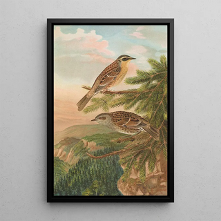 Johann Friedrich Naumann - Accentor modularis Accentor montanellus.webp