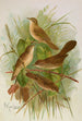 Acrocephalus agricolus Jardon Cettia cetti Marm Locustella lanceolata - Johann Friedrich Naumann — vista dell’opera