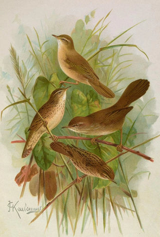 Johann Friedrich Naumann - Acrocephalus agricolus Jardon Cettia cetti Marm Locustella lanceolata.webp