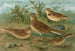 Alauda arvensis, Calandrella brachydactyla, Calandrella pispoletta - Johann Friedrich Naumann — vista dell’opera