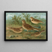 Alauda arvensis, Calandrella brachydactyla, Calandrella pispoletta - Johann Friedrich Naumann — quadro incorniciato alla parete