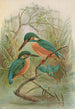 Alcedo ispida - Johann Friedrich Naumann — vista dell’opera