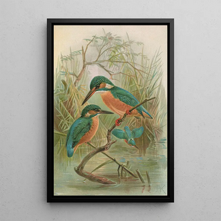 Johann Friedrich Naumann - Alcedo ispida.webp