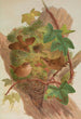 Anorthura troglodytes - Johann Friedrich Naumann — vista dell’opera