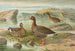 Oca nana - Johann Friedrich Naumann — vista dell’opera