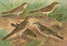 Pipit obscur Gustavi Swinhoe campestris spipoletta Richardi - Johann Friedrich Naumann — vista dell’opera