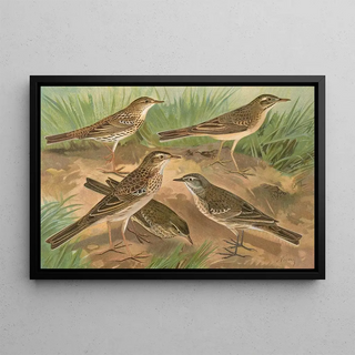 Johann Friedrich Naumann - Anthus obscurus Gustavi Swinhoe campestris spipoletta Richardi.webp