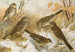 Anthus pratensis cervinus spipoletta obscurus - Johann Friedrich Naumann — vista dell’opera