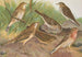 Anthus trivialis pratensis Richardi Vieillot cervinus pensilvanicus - Johann Friedrich Naumann — vista dell’opera