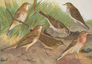 Johann Friedrich Naumann - Anthus trivialis pratensis Richardi Vieillot cervinus pensilvanicus.webp