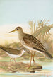 Bartramia longicauda Tringoides macularius - Johann Friedrich Naumann — vista dell’opera