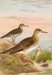 Bartramia longicauda Tringoides macularius Tryngites rufescens - Johann Friedrich Naumann — vista dell’opera
