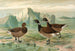 Branta bernicla - Johann Friedrich Naumann — vista dell’opera