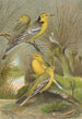 Budytes citreolus Budytes campestris - Johann Friedrich Naumann — vista dell’opera