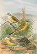 Budytes flavus - Johann Friedrich Naumann — vista dell’opera