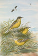 Budytes taivanus Swinhoe Budytes flavus beema Sykes Budytes flavus borealis - Johann Friedrich Naumann — vista dell’opera