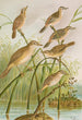 Calamodus schoenobaenus aquaticus arundinaceus - Johann Friedrich Naumann — vista dell’opera