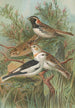 Calcarius lapponicus Plectrophenax nivalis - Johann Friedrich Naumann — vista dell’opera