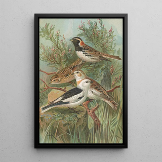 Johann Friedrich Naumann - Calcarius lapponicus Plectrophenax nivalis.webp