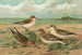 Calidris arenaria Limicola platyrhyncha - Johann Friedrich Naumann — vista dell’opera