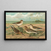Calidris arenaria Limicola platyrhyncha - Johann Friedrich Naumann — quadro incorniciato alla parete