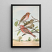 Carpodacus erythrinus Pall Carpodacus roseus - Johann Friedrich Naumann — quadro incorniciato alla parete