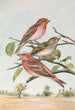 Carpodacus erythrinus Pall Carpodacus roseus - Johann Friedrich Naumann — vista dell’opera