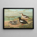 Cepphus grylle L Gryllteiste - Johann Friedrich Naumann — quadro incorniciato alla parete