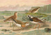 Charadrius asiaticus Arenaria interpres - Johann Friedrich Naumann — vista dell’opera